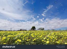 Image result for Tribulus zeyheri