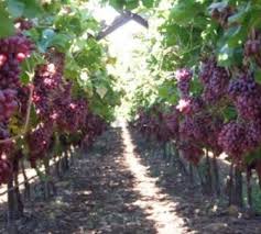 Beberapa botol anggur memiliki label dengan desain cantik. 7 Cara Budidaya Anggur Agar Cepat Berbuah