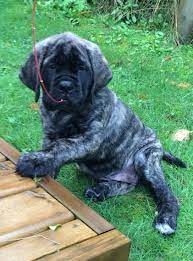 English Mastiff Puppy 9 Weeks Old Brindle Mastiff Puppies English Mastiff Puppies Mastiffs