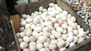 We did not find results for: Hati Hati 90 Telur Ayam Kampung Yang Dijual Ternyata Telur Arab Bisnis Liputan6 Com