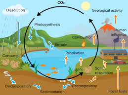 Carbon Lab
