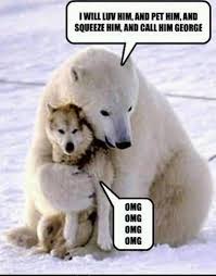 15 Polar Bear Memes That Are Too Funny To Miss Funny Bears Funny Animal Pictures Cute Animals