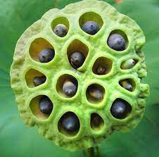 Water Lily Vs Lotus Seeds Bohana