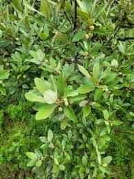 Image result for Achariaceae