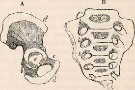A pilonidal cyst is a cyst that forms near the cleft of the buttocks. Hard Painful Bump On Your Tailbone Symptoms Of A Pilonidal Cyst Youmemindbody