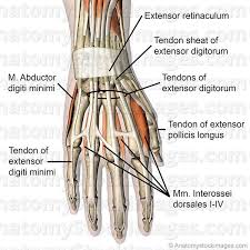 When fingers joints straighten, they are being pulled by the extensor tendons. Anatomy Stock Images Hand Dorsal Muscles Tendons Musculus Abductor Digiti Minimi Extensor Digitorum Pollicis Longus Interossei Dorsales I Iv Muscl