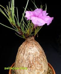 Image result for Turbina holubii