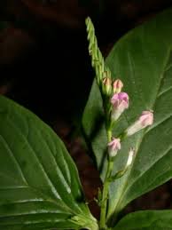 Image result for Spigelia anthelmia