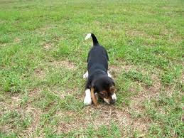 0 1 beagle puppies for sale from responsible and professional breeders. Beagle Puppies For Sale In Hickory Nc 08 2021