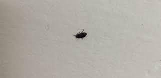 Sometimes they look like a black and yellow ladybug. How To Get Rid Of Small Black Bugs With Hard Shell In House Getridofallthings Com