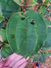 Image result for Dichaetanthera