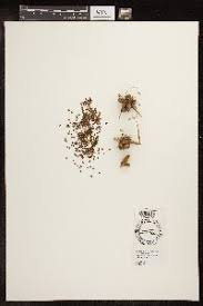 Image result for Ascolepis pusilla