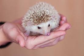 Видео mother and baby hedgehogs in bath канала stephen wright. Calm Tame Pet Hedgehogs In 5 Secs Learn How To Hold Hedgehog