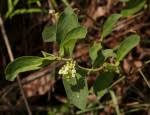 Image result for Psychotria kirkii