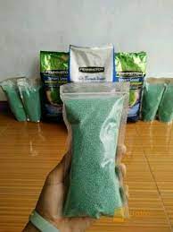 Bibit dapat dicapai dengan membelinya di penjual peralatan taman atau penjual tanaman hias. Jual Benih Rumput Gajah Mini 1kg Inkuiri Com