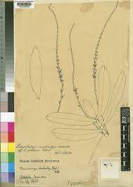 Image result for Diaphananthe odoratissima