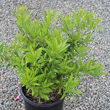 Image result for Myrica salicifolia