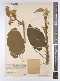 Image result for Buchnerodendron