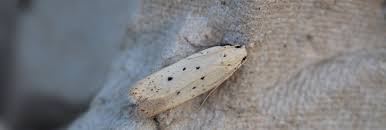 Image result for Nothris verbascella