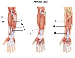 Wrist Anatomy Pictures Identify The Muscles Of The Forearm Please Enteryour Answers In The Wrist Anatomy Anatomy And Physiology Forearm Muscles