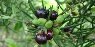 Image result for Scutia