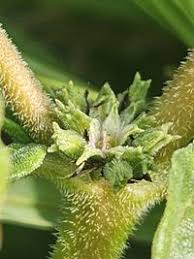 Image result for Zaleya