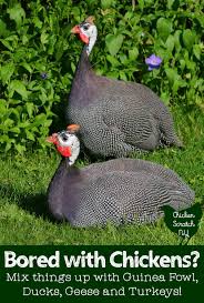 Guinea Fowl Birds That Look Like Turkeys Barnyard Birds There S More To Life Than Chickens In 2020 Raising Backyard Chickens Chickens Homestead Chickens