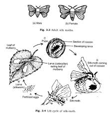 Ncert Solutions Class 7 Science Chapter 3 Fibre To Fabric Science Chapter Science Tutor