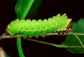 Caterpillar Identification Chart Caterpillar Moth Caterpillar Luna Moth