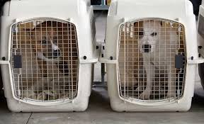 6 Best Dog Crates For Large Extra Large Dogs 2019 Reviews