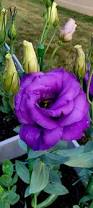 Image result for eustoma Balboa
