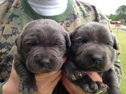 Contact us today if you have any questions about our breeders or puppies. Akc Labrador Puppies Silver Charcoal Black For Sale In Benson North Carolina Classified Americanlisted Com