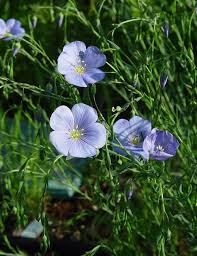 Image result for Linum usitatissimum