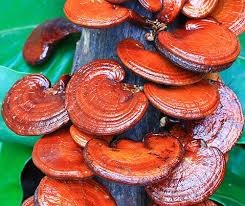 Image result for Ganoderma lucidum