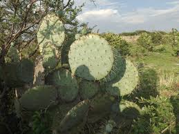 Nearly flat, rounded segments are typical for prickly pears. Prickly Pears Genus Opuntia Inaturalist