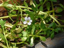 Image result for Bacopa hamiltoniana