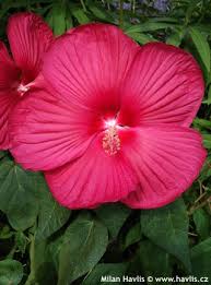 Image result for Hibiscus mechowii