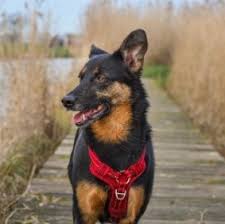 Give a home to this cute puppy. 7 Best Beauceron Breeders In The United States 2021 We Love Doodles