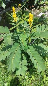 Tanpa adanya daun, maka hampir dipastikan tumbuhan akan mati karena tidak. Jual Daun Ketepeng Cina Cassia Allata Segar Obat Gatal Di Lapak Msdherbal Bukalapak
