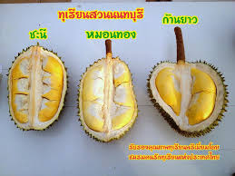ทุเรียน ราชาแห่งผลไม้กับประโยชน์ไม่ธรรมดา เราอาจไม่เคยรู้ประโยชน์ของทุเรียนเลย เพราะกลัวแต่ว่ากินแล้วจะอ้วน แต่จริง ๆ แล้ว ทุเรียนมี. à¸ªà¸§à¸™à¸— à¹€à¸£ à¸¢à¸™à¸™à¸™à¸— à¹‚à¸„à¸£à¸‡à¸à¸²à¸£à¸­à¸™ à¸£ à¸à¸© à¸ªà¸§à¸™à¸— à¹€à¸£ à¸¢à¸™à¸™à¸™à¸—