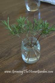 The rosemary is a great. Top 10 Herbs And Veggies You Can Grow In Water Propagating Rosemary In Water Propagate Rosemary Herbs