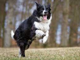 هفتمین سگ در لیست باهوش ترین نژاد سگ، لابرادور رتریور هست. Ø¨Ø§ Ù‡ÙˆØ´ ØªØ±ÛŒÙ† Ù†Ú˜Ø§Ø¯ Ø³Ú¯ Ùˆ ØªÙˆØ§Ù†Ø§ÛŒÛŒ Ù…Ù†Ø­ØµØ±Ø¨Ù‡ ÙØ±Ø¯ Ù‡Ø± Ù†Ú˜Ø§Ø¯ Ø±Ø§ Ø¨Ø¯Ø§Ù†ÛŒØ¯ Ø§ÙˆÙ„ ÙØ§Ø±Ø³ Ø¢Ø®Ø±ÛŒÙ† Ø§Ø®Ø¨Ø§Ø± Ø§ÛŒØ±Ø§Ù† Ø¬Ù‡Ø§Ù† Ùˆ ÙØ§Ø±Ø³