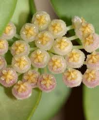 Image result for Xyris obscura