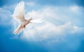 Use this tool to discover new associated keyword & suggestions for the search term doves flying photo. Pin On Eric