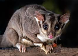 Infestation by pests and vermin such as cockroaches or rats could make any property uninhabitable. Who Is Responsible For Pest Control Landlords Or Tenants Link Living