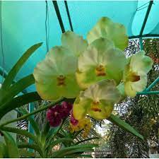 Vanda Strap Leaf Yellow Butterfly 47 Orchids Yellow Butterfly Fragrant