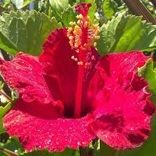 Tradewinds Baja Breeze Hibiscus Plant Photo Photography Homedepot Hibiscus Plant Hibiscus Flowers Hibiscus Rosa Sinensis
