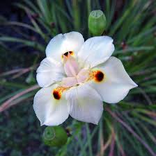 Image result for Dietes
