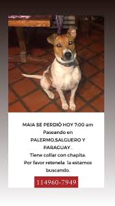 Qué comen, ejercicios, temperamento, medidas, origen y cuidados de. Ohmydog Ohmydogmag Twitter