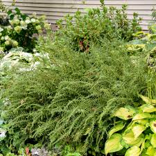 Image result for Athyrium
